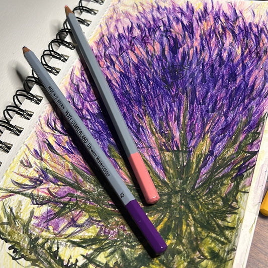 Thistle drawing created with water color pencil by Pen at Web of Pen
