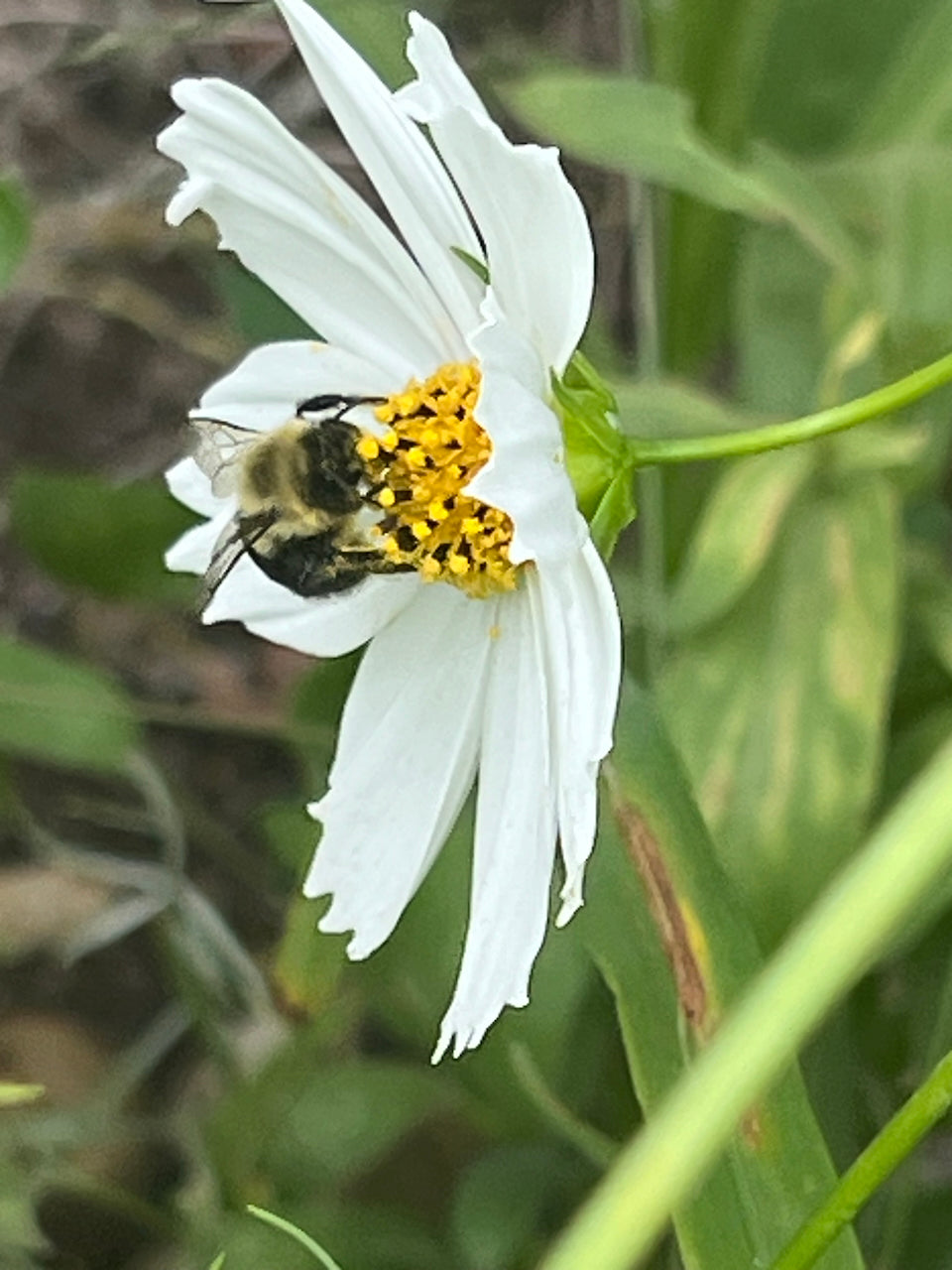 White flower with a bee on a blurred green background