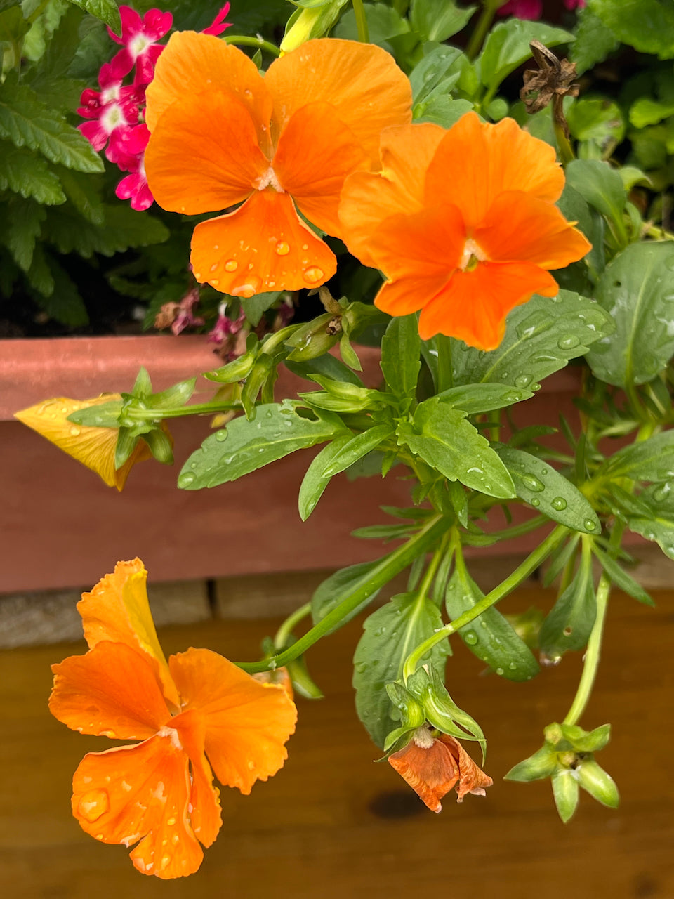 Orange pansies with green leaves in a garden pot with rain drops on leaves and flowers. Photo by Penelope Wrenn